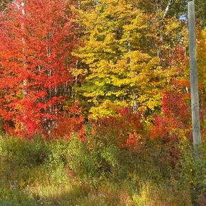 Meet your Posher, Natasha